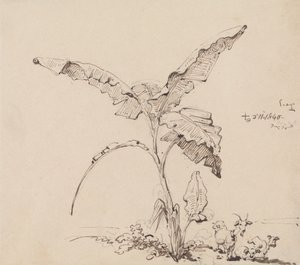 香蕉树下的山羊 作者 乔治·钦纳里