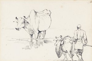 印度牛研究（笔和纸上墨水） 作者 乔治·钦纳里
