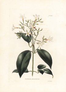 茉莉花（Jasminum paniculatum）--乔治-库克（George Cooke）为英国杂志《Conrad Loddiges Botanical Cabinet》（1738-1826 年）绘制的石版画 作者 乔治·库克