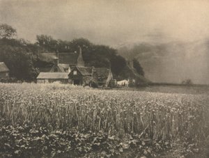 摄影作品洋葱田 - 1890 年