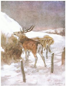 他很快就发现了为公牛准备饲料的地方（彩色石版画） 作者 乔治·丹霍姆装甲