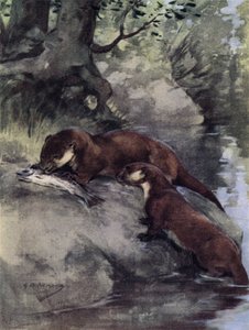 他们在峭壁上留下了一只漂亮的鳕鱼（彩色石版画） 作者 乔治·丹霍姆装甲