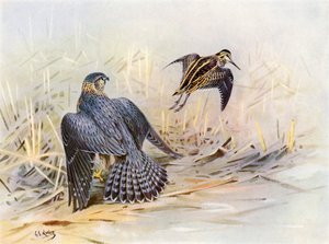 被梅林错过的杰克鹬（彩色石版画） 作者 