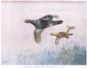 Capercaillie（雄鸟在前），插图选自 Kirkman  Jourdain 的《英国鸟类》。 作者 乔治爱德华旅馆