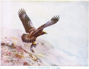 金鹰，插图选自柯克曼和朱尔丹的《英国鸟类 作者 乔治爱德华旅馆