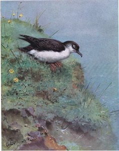 Manx Shearwater（平版） 作者 乔治爱德华旅馆