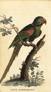 亚历山大鹦鹉，Psittacula eupatria，1800 年（雕刻） 作者 乔治·爱德华兹