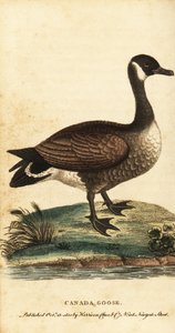 加拿大鹅，Branta canadensis.，1800（雕刻） 作者 乔治·爱德华兹