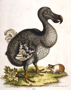 渡渡鸟和豚鼠，1750年