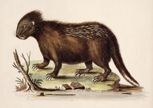 哈德逊湾豪猪，1742年（纸上wc） 作者 乔治·爱德华兹