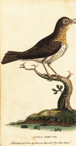 小画眉，Tudus 小，1800（雕刻） 作者 乔治·爱德华兹