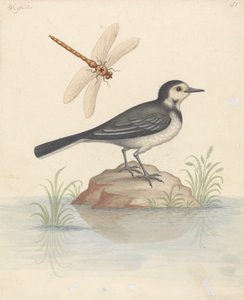 斑鹡鸰和蜻蜓 作者 乔治·爱德华兹