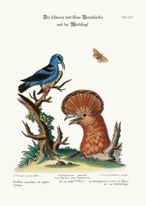 黑色和蓝色的爬行者，以及1749-73的戴胜母鸡