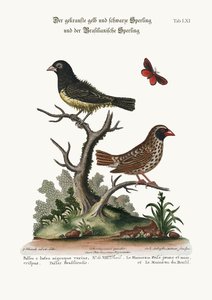黑色和黄色的Fruled Sparrow，以及巴西的麻雀，1749-73