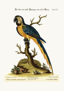 蓝色和黄色的Maccaw，1749-73