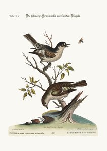 公鸡冷雀科。 Hen Cold Finch，1749-73
