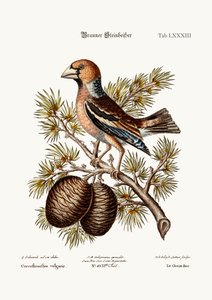 Gros-Beak或Haw-Finch，1749-73