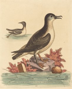 马恩岛的海鸠和海雀，1762年。 作者 乔治·爱德华兹