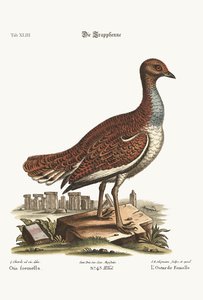 Hen Bustard，1749-73