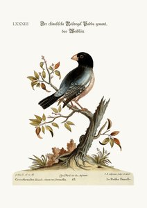 Hen Padda或Rice-Bird，1749-73