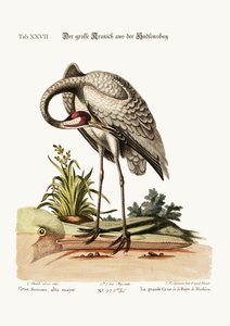来自哈德逊湾的Hooping-Crane，1749-73