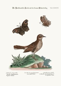 Pensilvania的Lark和1749-73的Brown Butterfly