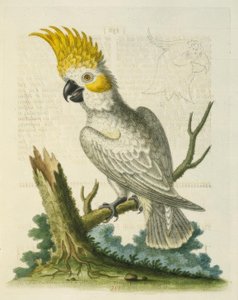 小白凤头鹦鹉与黄色的波峰。 - Le Petit Cacatua Blanc a Crete Jaune 作者 乔治·爱德华兹