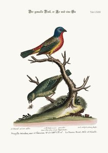 The Painted Finch，Cock and Hen，1749-73
