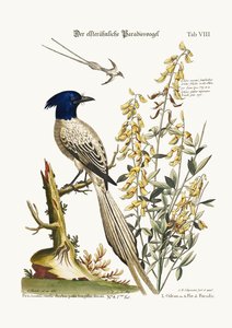 The Pyed Bird of Paradise，1749-73