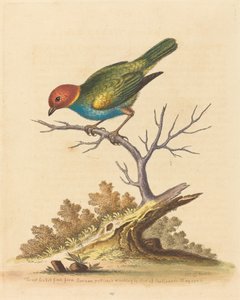 来自苏里南的红头雀，1741年。 作者 乔治·爱德华兹