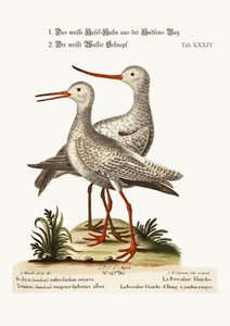 来自哈德逊湾的白悟。 The White Red-Shank或Pool-Snipe，1749-73 作者 George Edwards