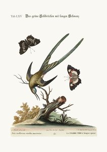 长尾绿色蜂鸟，1749-73