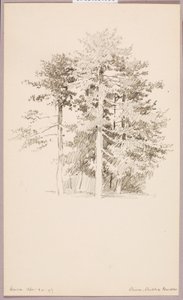 松树，公共花园 作者 乔治·埃尔伯特·布尔