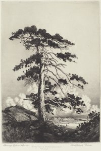 哨兵松