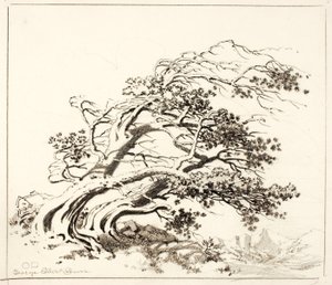 埃斯蒂斯公园风中松树草图