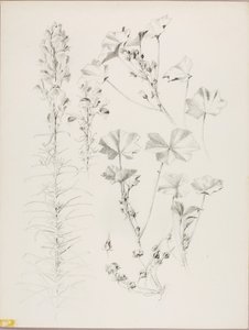 无题（植物研究） 作者 乔治·埃尔伯特·布尔