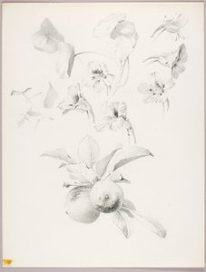 无题（植物研究） 作者 乔治·埃尔伯特·布尔
