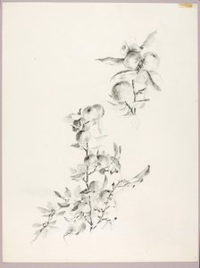 无题（苹果树的枝条）
