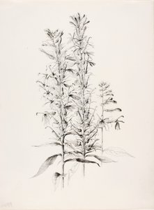 无题（红雀花，Lobelia Cardinalis） 作者 乔治·埃尔伯特·布尔