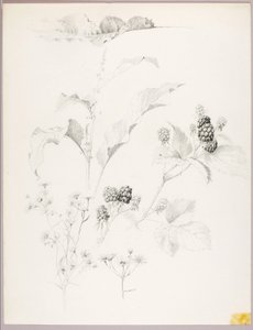 无题（雏菊和黑莓） 作者 乔治·埃尔伯特·布尔