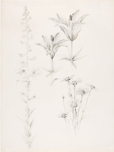 无题（百合、雏菊、木槿）