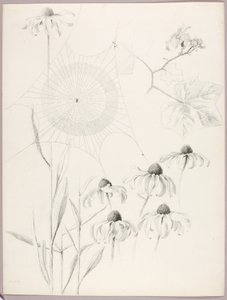 无题（蜘蛛网与雏菊） 作者 乔治·埃尔伯特·布尔