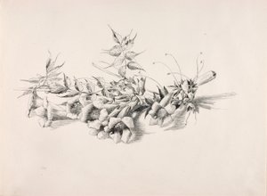 无题（喇叭藤，Campsis Radicans） 作者 乔治·埃尔伯特·布尔