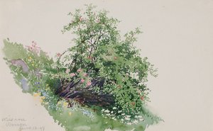 野玫瑰，瓦森 作者 乔治·埃尔伯特·布尔