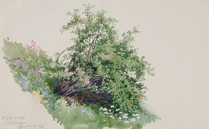 野玫瑰，瓦森，1898年。