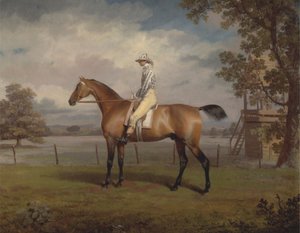 Portrait of a Racehorse, Possibly Disguise, the Property of the Duke of Hamilton, with Jockey Up   1432684   zh       chinese Successfully Translated  Original: Paradisier grand emeraude - Bird of paradise (Paradisaea apoda) Translat: Paradisier grand emer 作者 乔治·加拉德