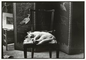阿姆斯特丹 Breitner 工作室椅子上的小猫 作者 伤害机器人