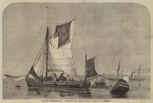 英国渔业，7号，小跑为Whelks