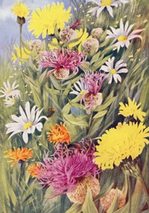 根据七月田野中的生物绘制的高大的黄色单花蓑衣（Hypochaeris uniflora）、单花矢车菊（Centaurea uniflora）和金鹰草（Crepis aurea）（彩色石版画）。 作者 乔治·杰克逊·弗莱姆威尔