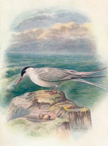 北极燕鸥-斯特纳·马库拉（Sterna macrura），c1910，1910年 作者 乔治·詹姆斯·兰金